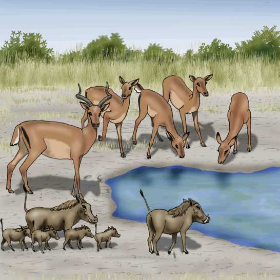 Impalas and warthogs near water.