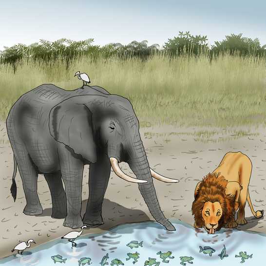 An elephant and lion drinking water.