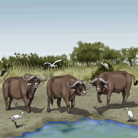 Three buffaloes and four birds near water.