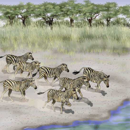 Zebras running to the water.
